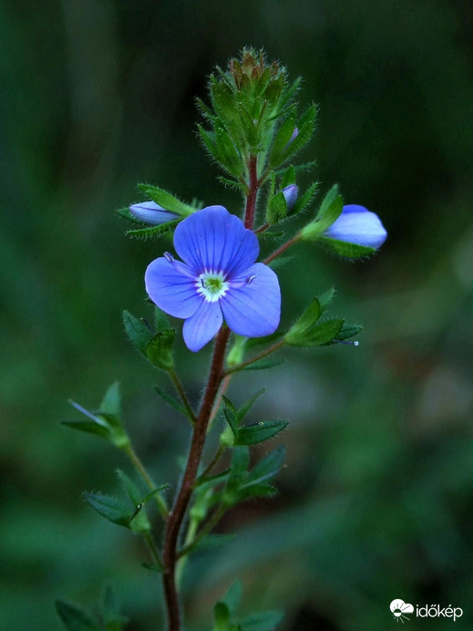 Még virágzik! (Ösztörűs veronika) 