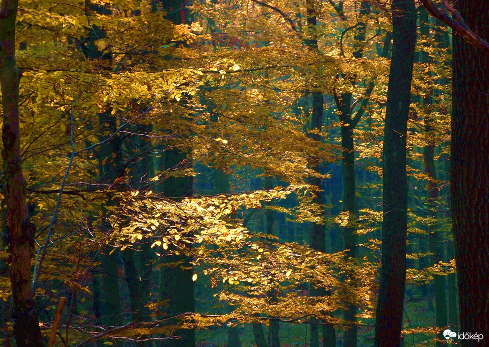 Az erdő mélyén ősszel 