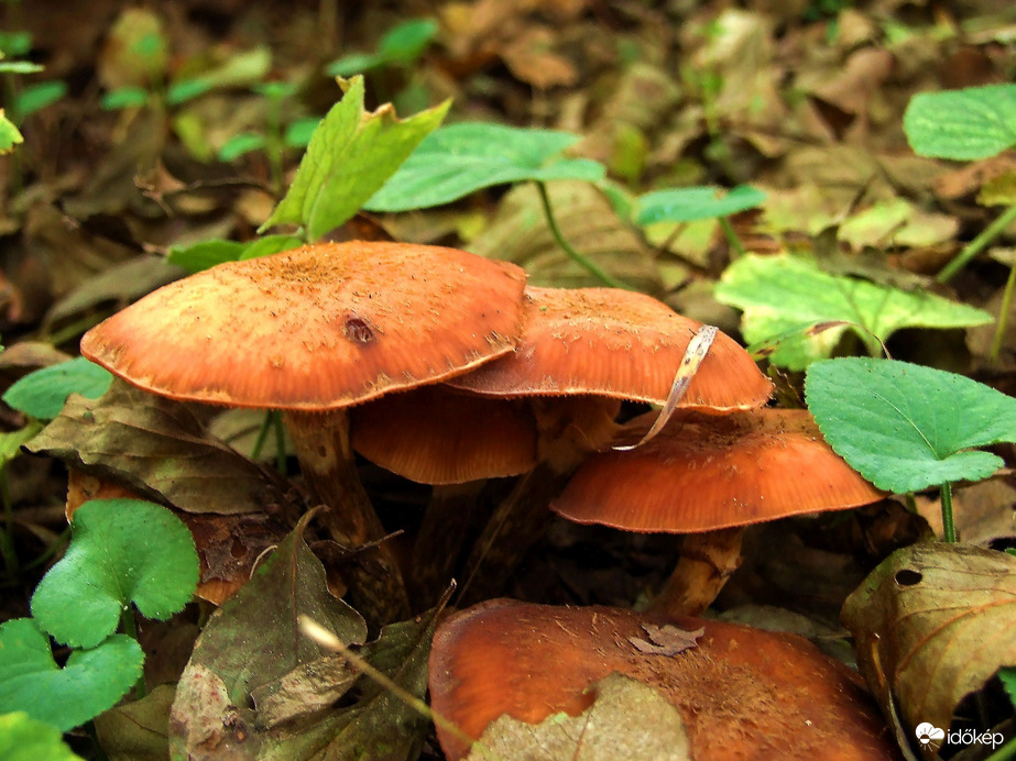 Képek a Remete-szurdokból 