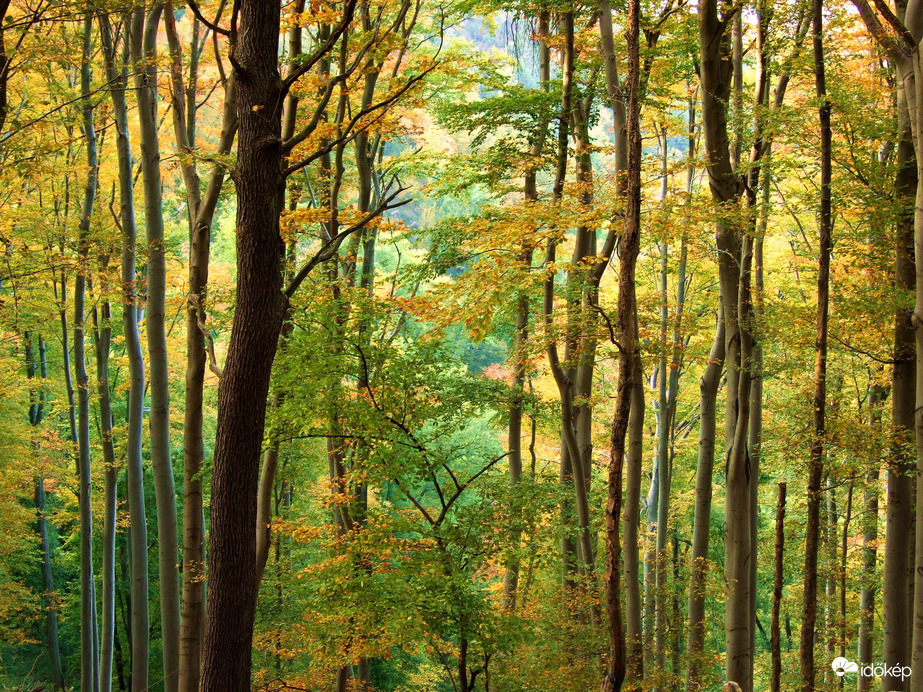 Az erdő ősszel a legszebb 