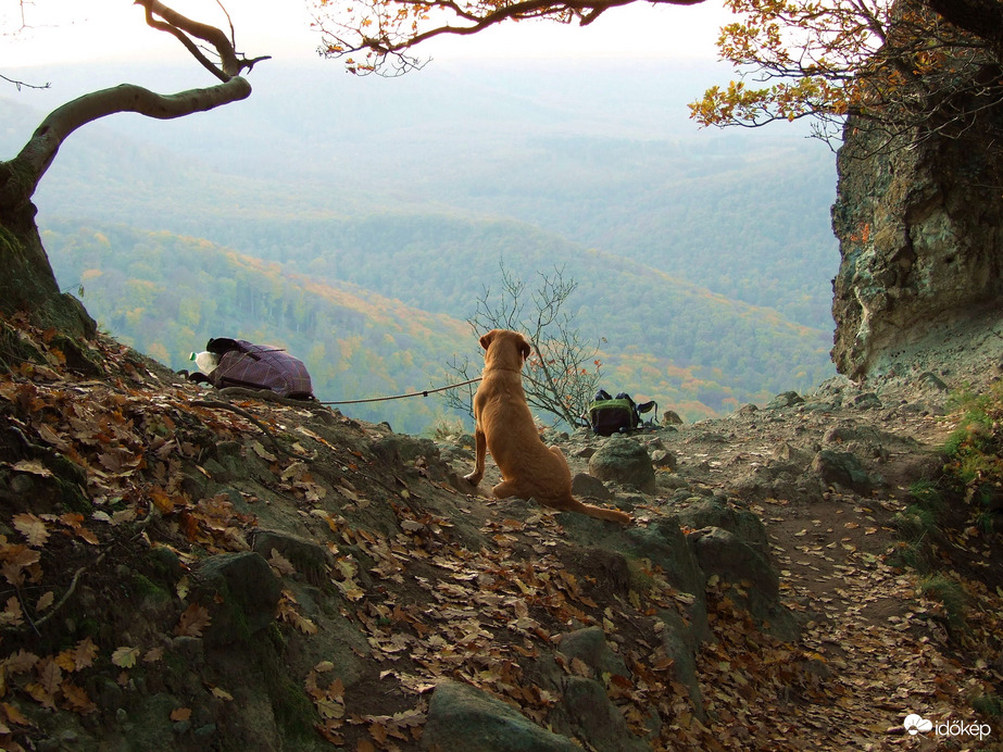 Ez a látvány tényleg "nem kutya" :) 