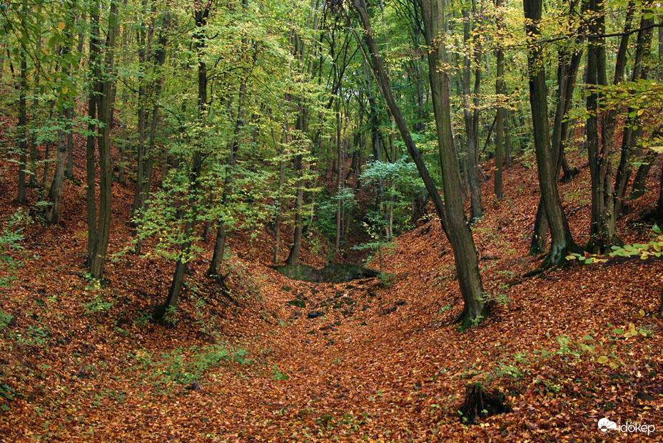 Esős időben is szép az őszi erdő 