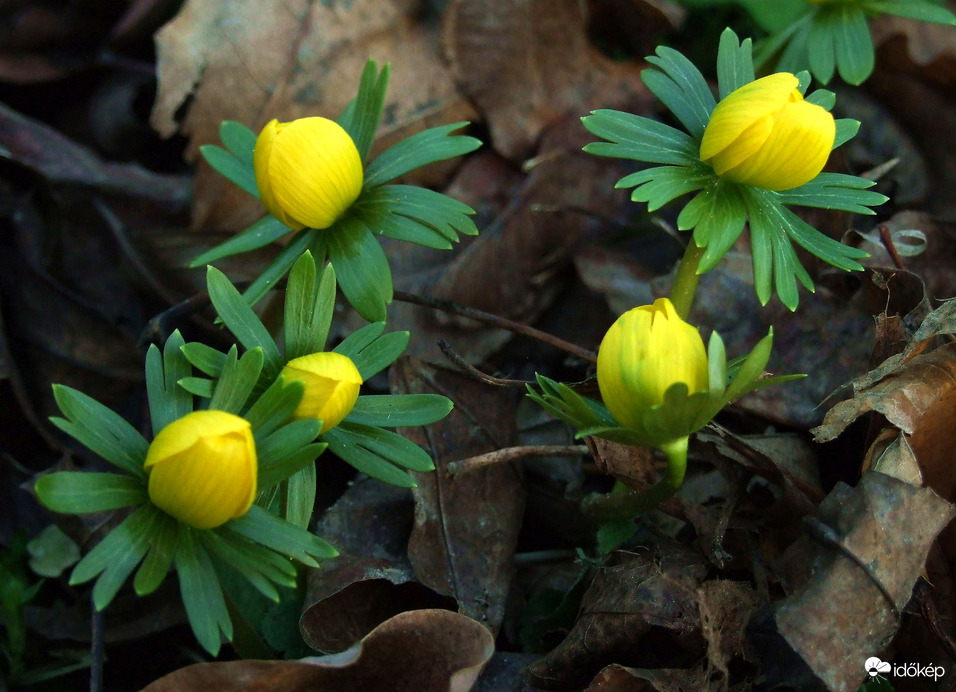 Tavasz kezdetek... :)