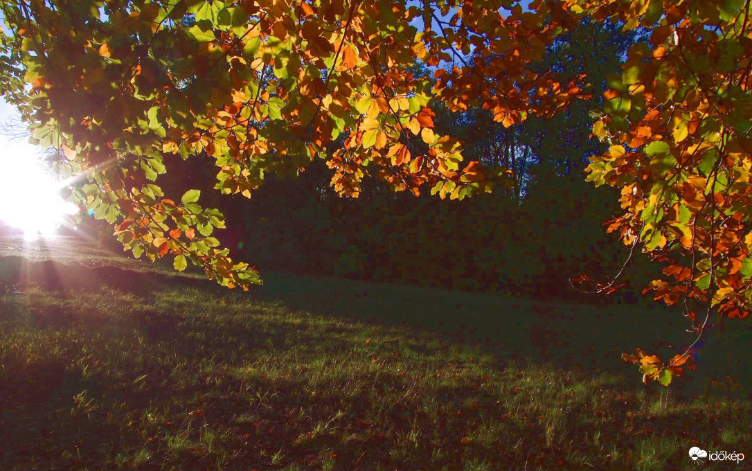 Falevelek őszi fényben 3.0 :)