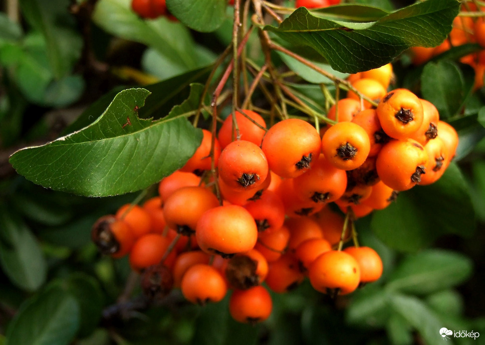 Egyre színesebb a "madárbogyó" :)