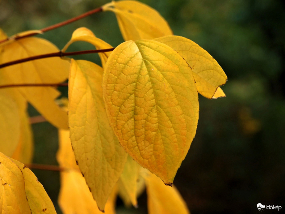Ősz - közelről :)
