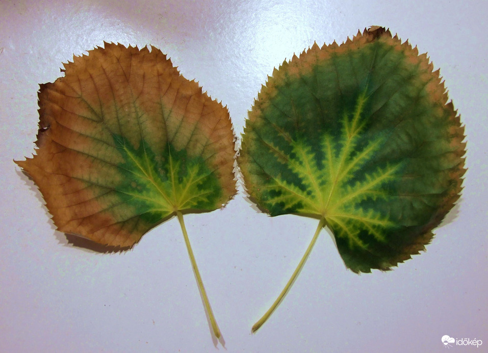 Reggel jött, de nem a postás hozta :)