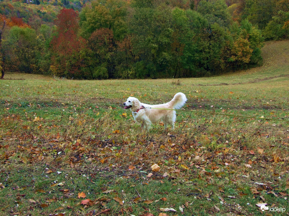 Őszi kirándulás - A Normafa és környéke ősszel 