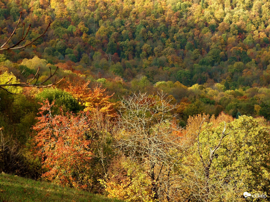 Őszi kirándulás - A Normafa és környéke ősszel 