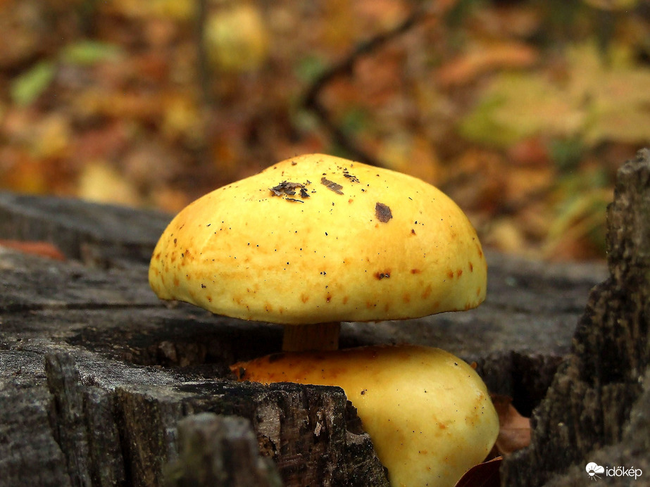 Őszi kirándulás - A Normafa és környéke ősszel 