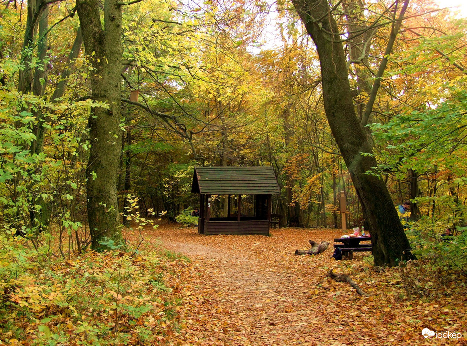Őszi kirándulás - A Normafa és környéke ősszel 