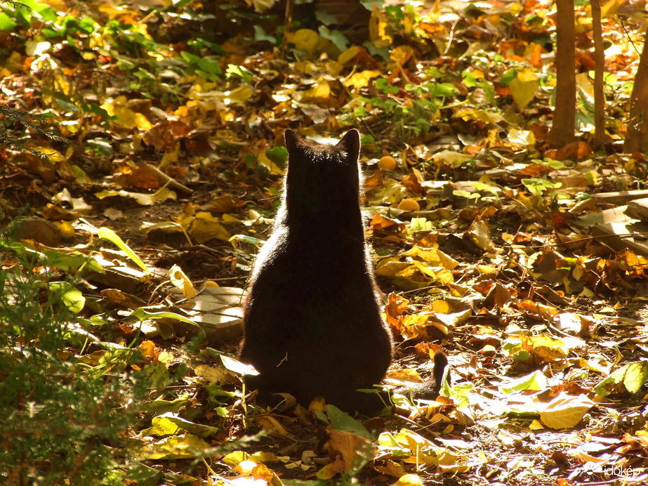 Ne szólj hozzám! :)