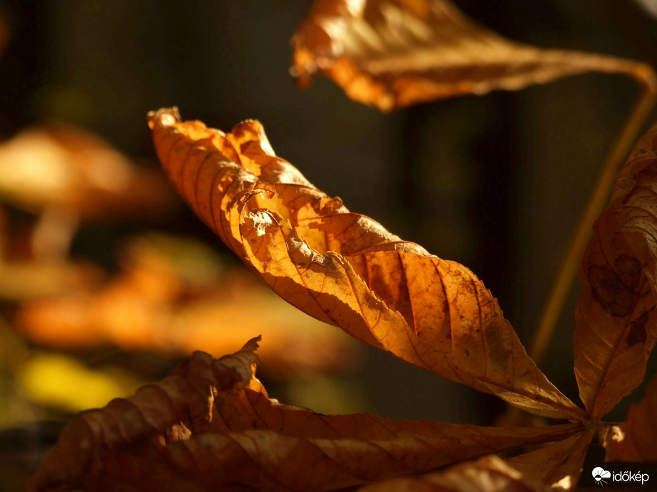 Rozsda marja, nem ragyog :)