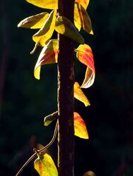 Csavaros technika...:) 