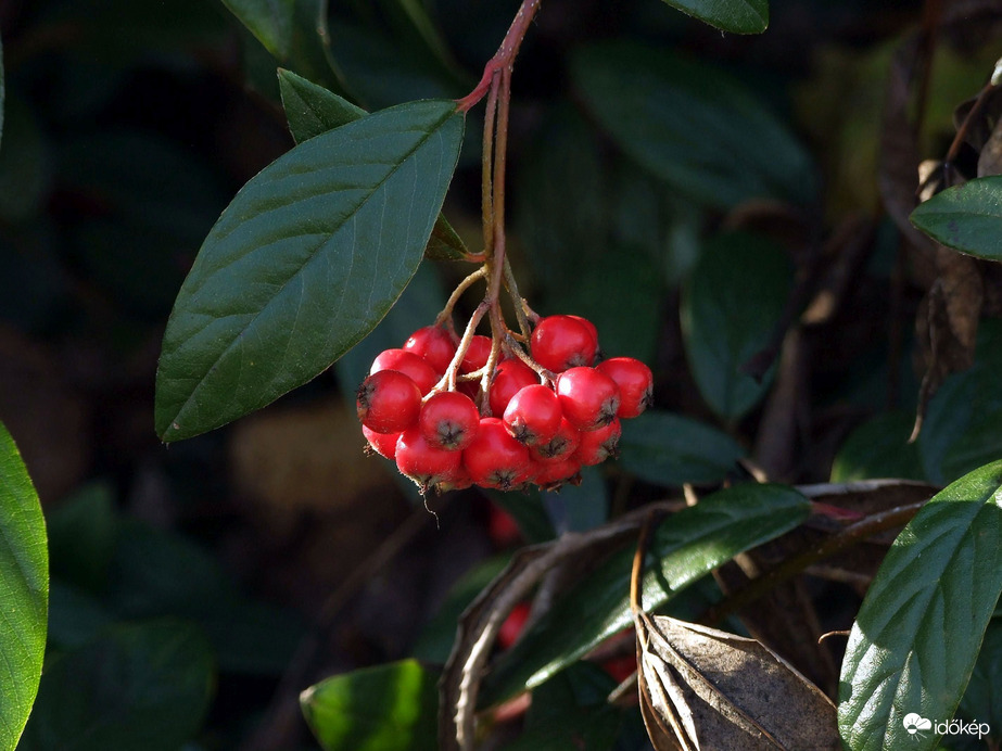 Találtam pirosat! :) 