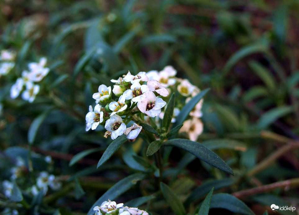 Virágzik a Mézvirág! :)