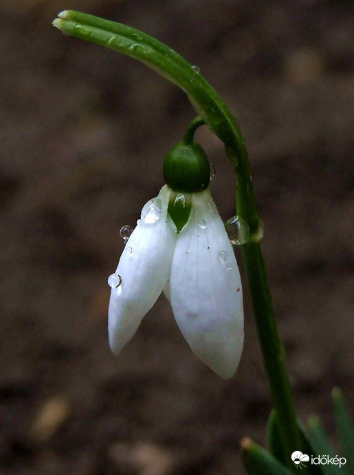 Nálunk is kinyílt az első 