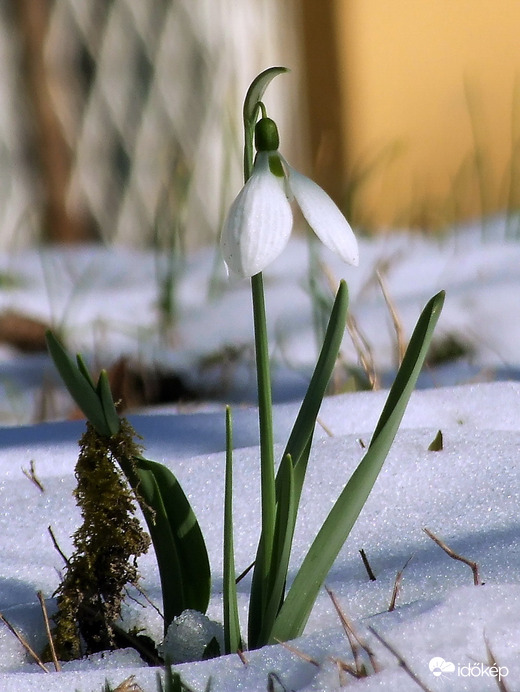 Hó-virág :) 