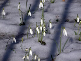 Lassan kiengednek a hóvirágok is 