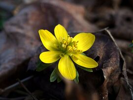 Avar alól kibukkanó tavasz :)