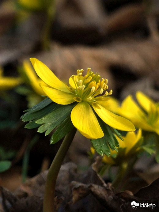 Oldalnézet - Téltemető