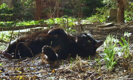 Innen fogom levadászni a reggelimet! :)