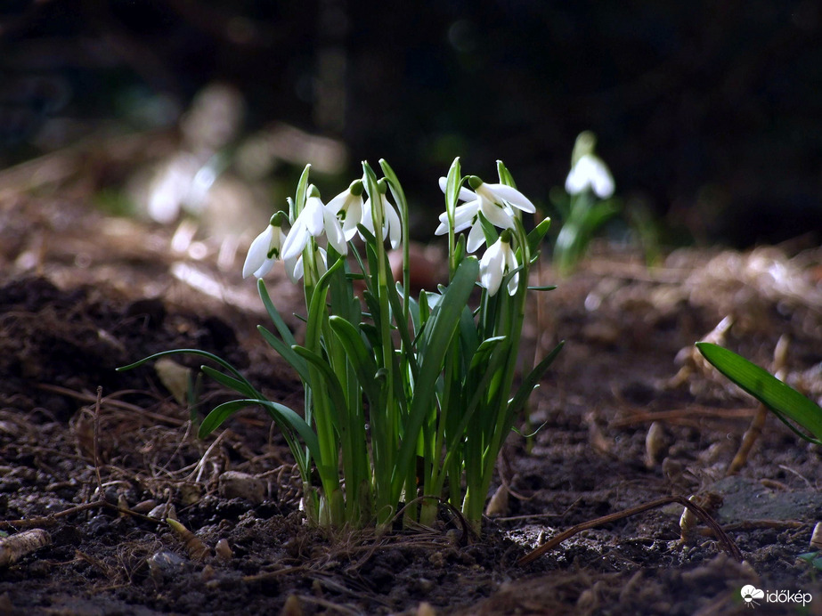 Csoportosulás keleti elemekkel :) 