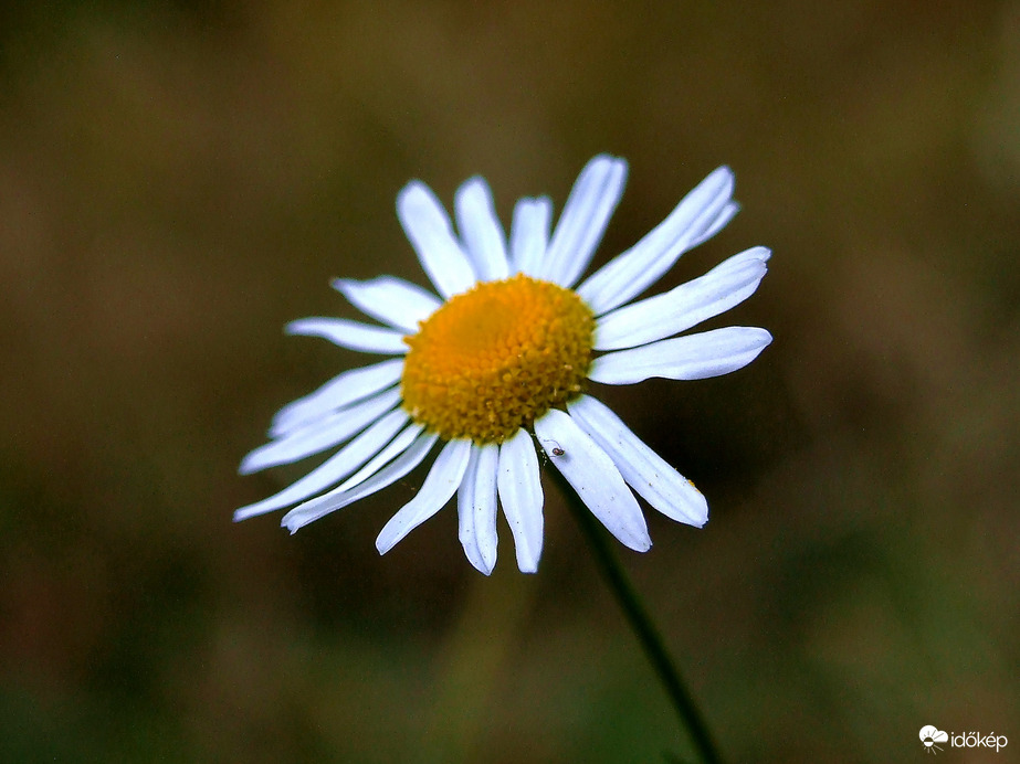 Vadvirágok októberben 