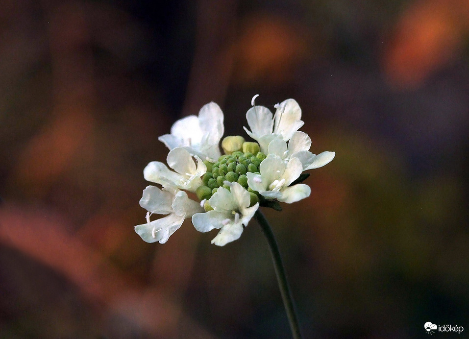 Vadvirágok októberben 