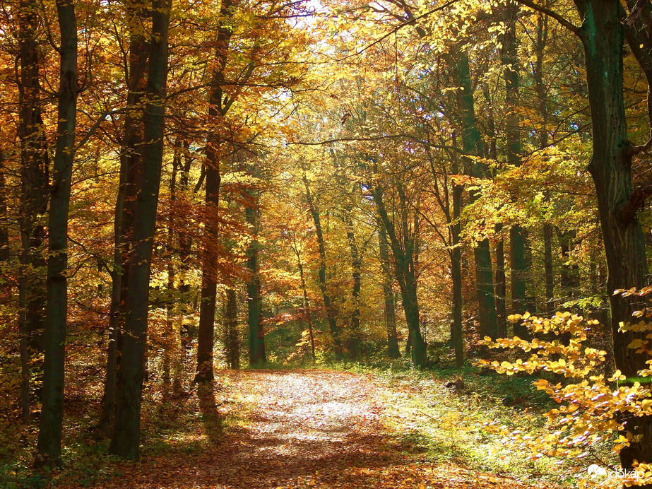 Az erdőt átjárja a fény 