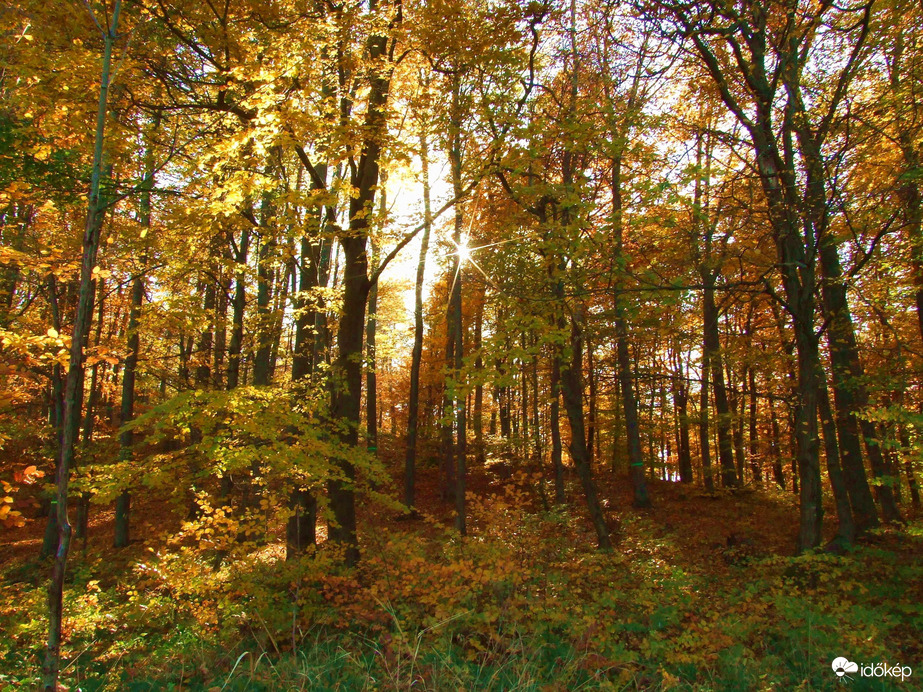 Az erdő ősszel a legszebb 