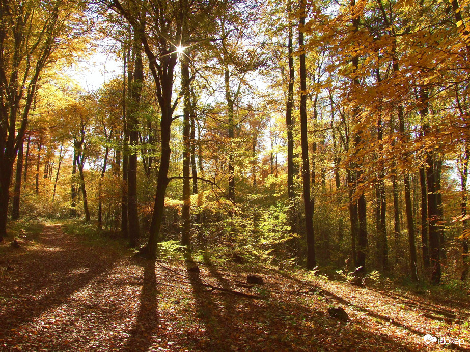 Az erdő ősszel a legszebb 