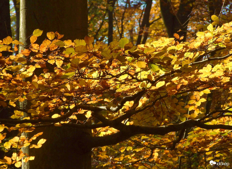 Az erdő ősszel a legszebb 