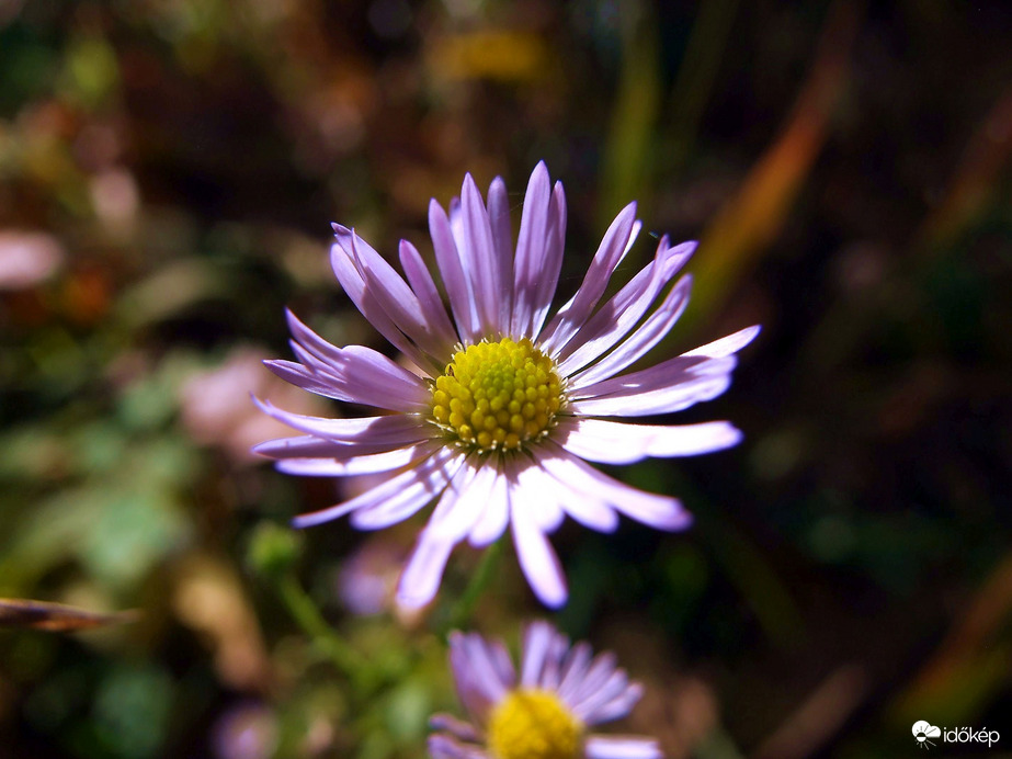 Vadvirágok októberben 