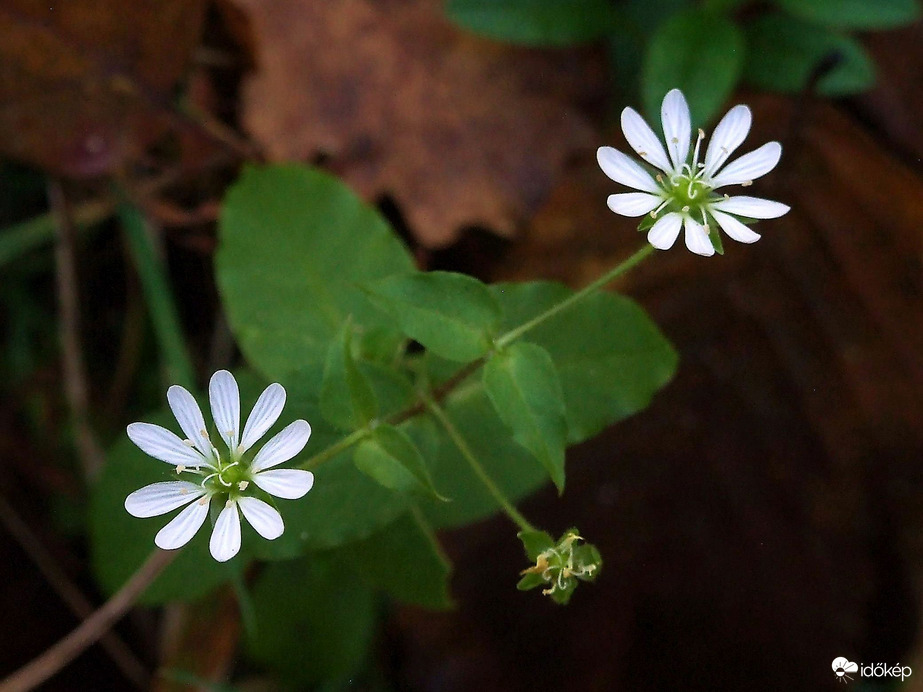 Vadvirágok októberben 
