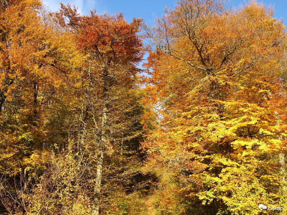 "Kék és narancssárga" :)