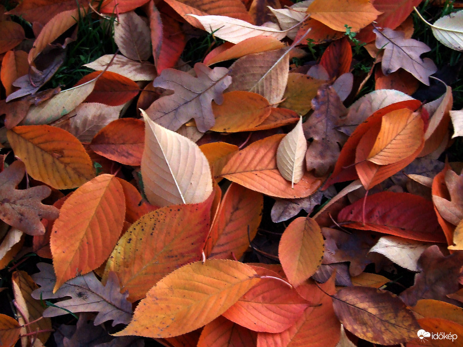 Tarkabarka levélkupac :)