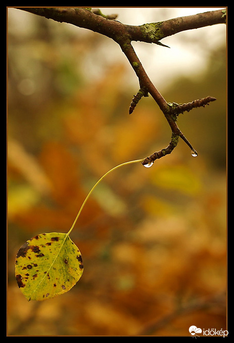Csendes erdei pillanat 