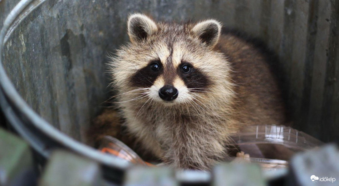 Álarcos bandita fosztogat a kertvárosban :))