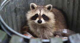 Álarcos bandita fosztogat a kertvárosban :))