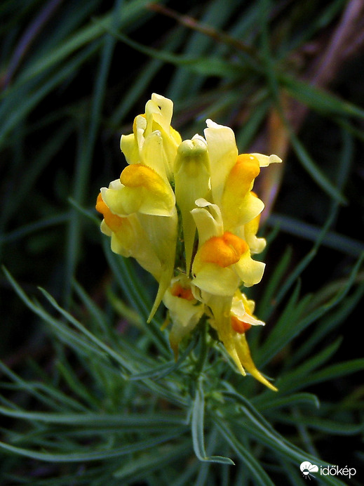 Közönséges gyújtoványfű