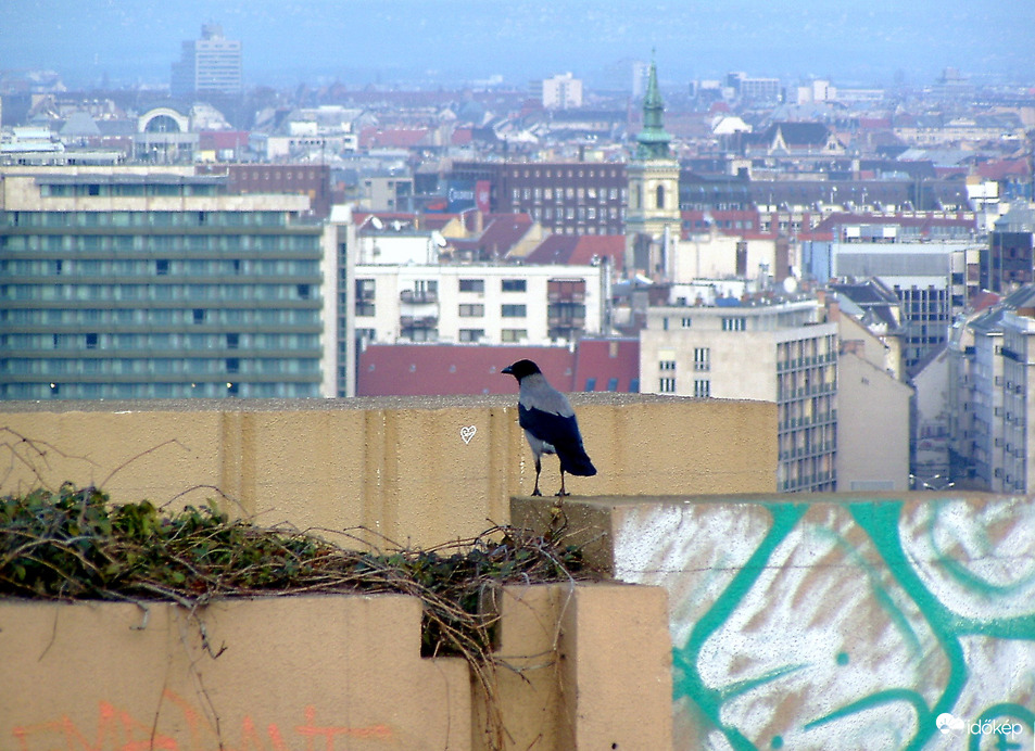 Városnézés varjú módra :) 