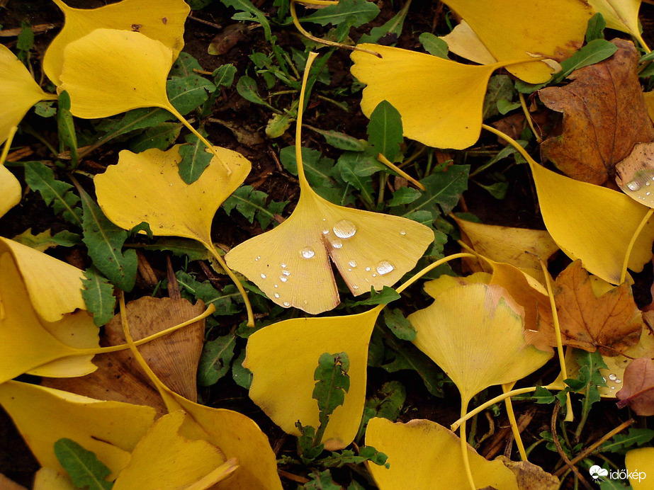 Harmat a gingko leveleken 