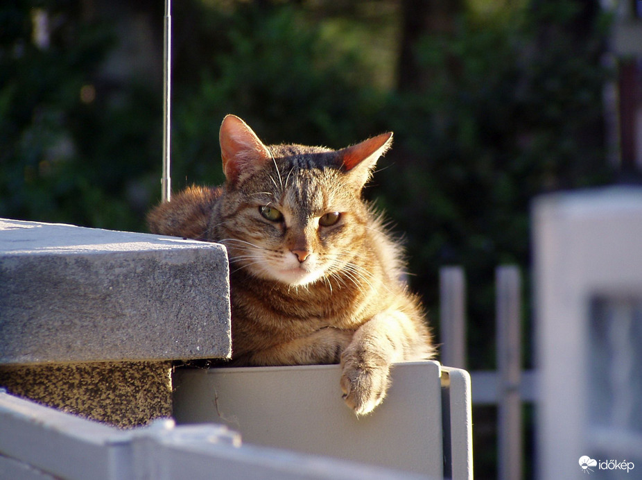 "Mé nem hagysz má békibe?" :)