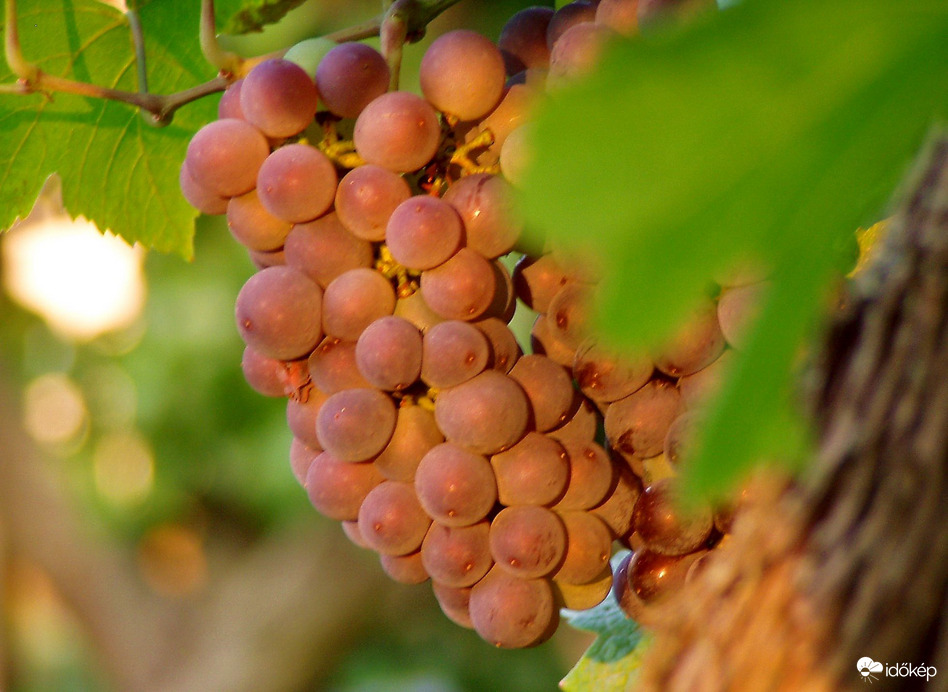 Szőlőfürt reggeli fényben 