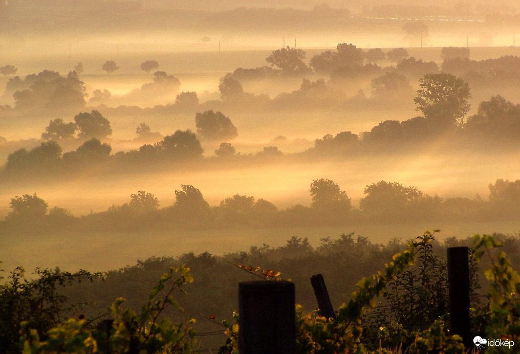 Nakelte a szőlőtőkék mögött 