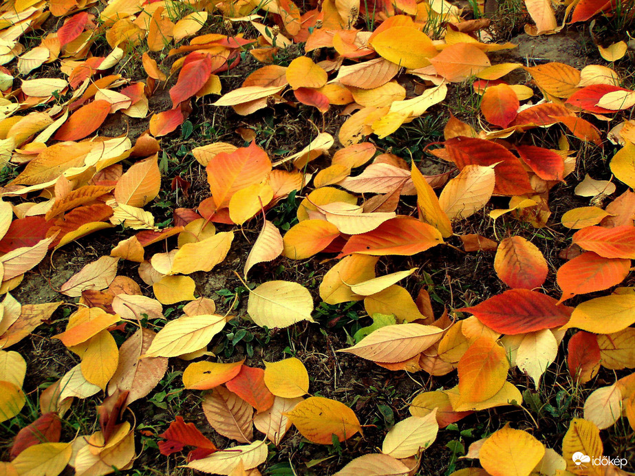 Színes levélszőnyeg 