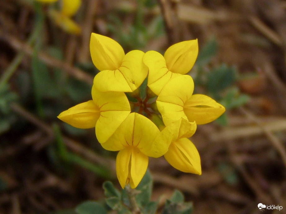Szimmetria a természetben :) 