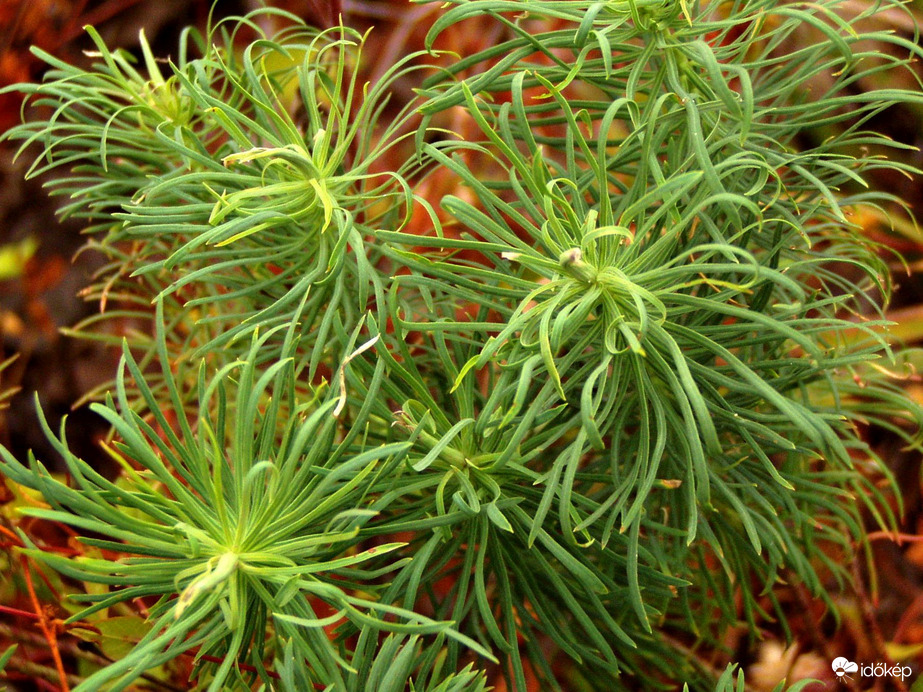 Elvesztette már virágait a farkaskutyatej 