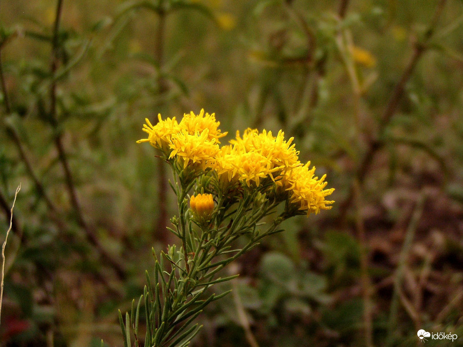 Virágzik az aranyfürt 